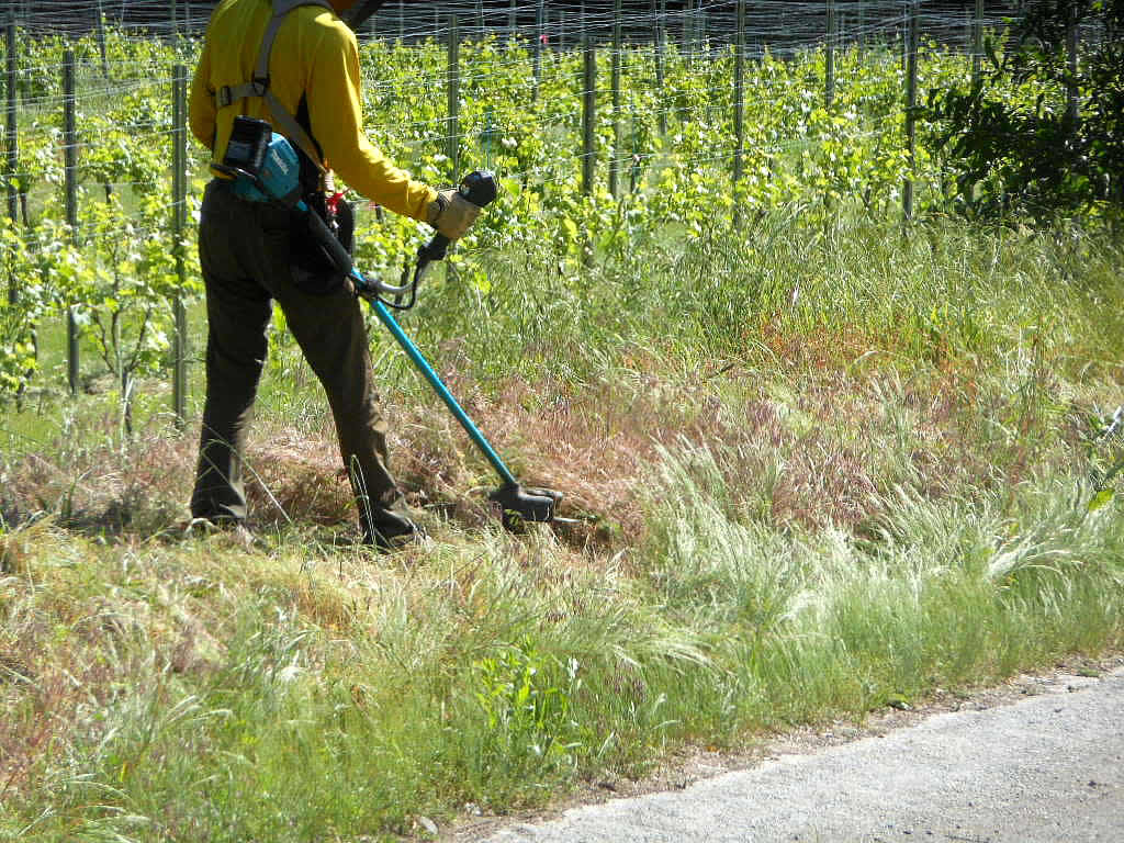 太陽光発電施設に草刈りは欠かせない？草刈りをしないとどうなる？